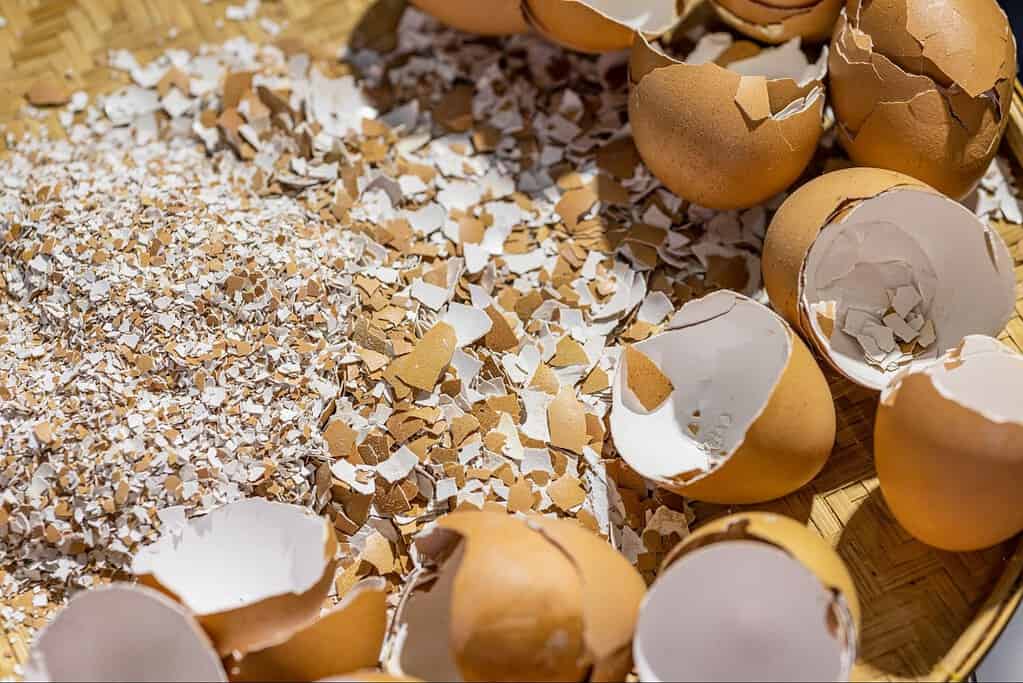 A close-up of broken eggshells and powder, highlighting natural eggshells for pet nutrition.