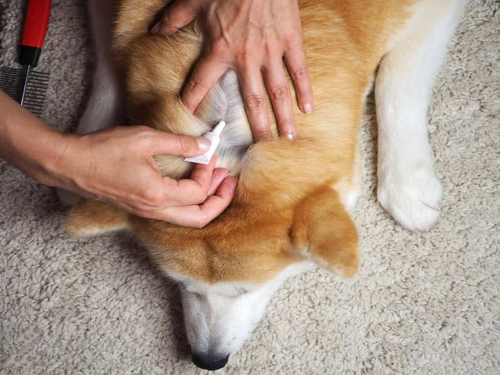 Close-up of a veterinarian cleaning a dog's ear with a cotton swab.