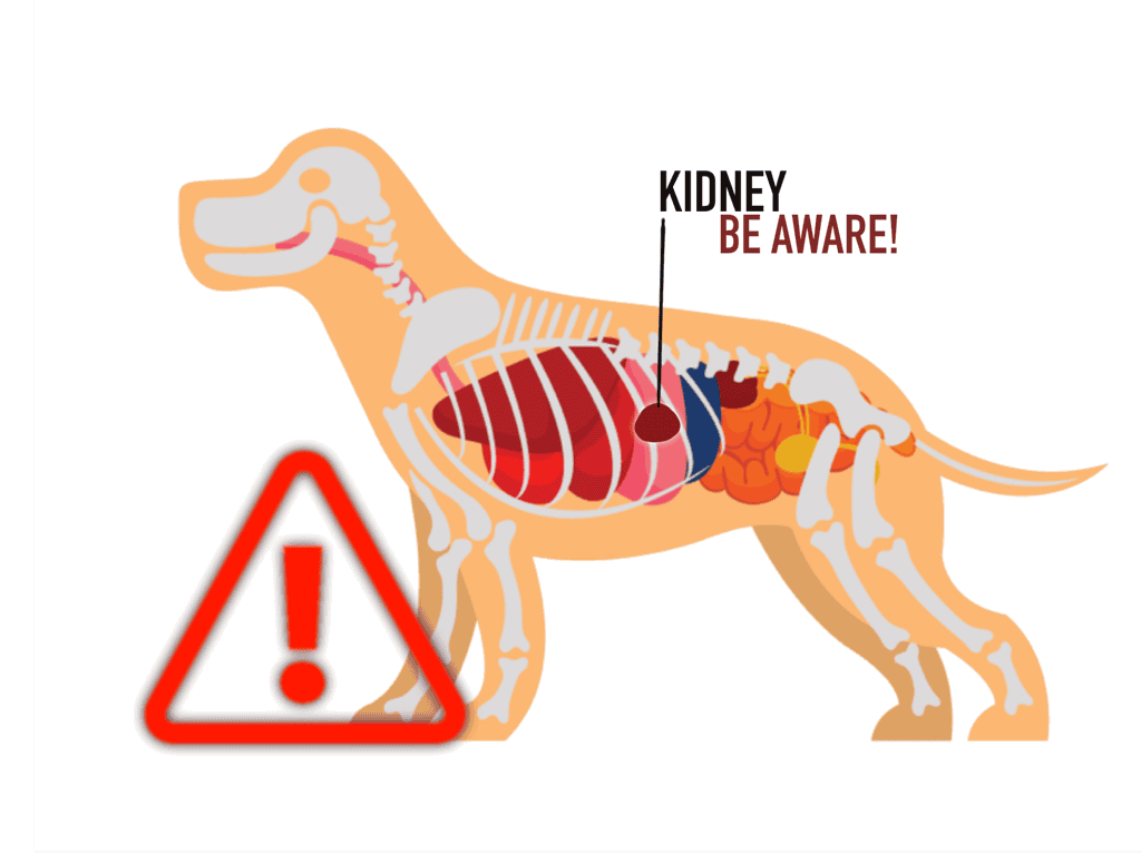 Dog kidney health awareness graphic for early detection and prevention.