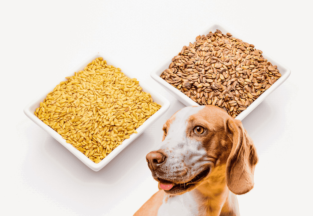 Bright yellow and brown flax seeds in white bowls with a happy dog.