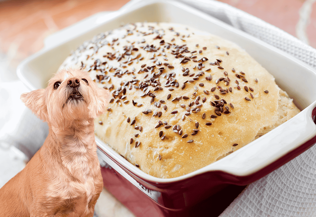 Close-up of fresh homemade bread with chocolate sprinkles on a baking dish, ideal for dog treats and pet nutrition.