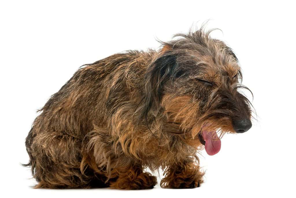 Adorable long-haired dachshund dog yawning, furry and cute, perfect for dog lovers and pet care.