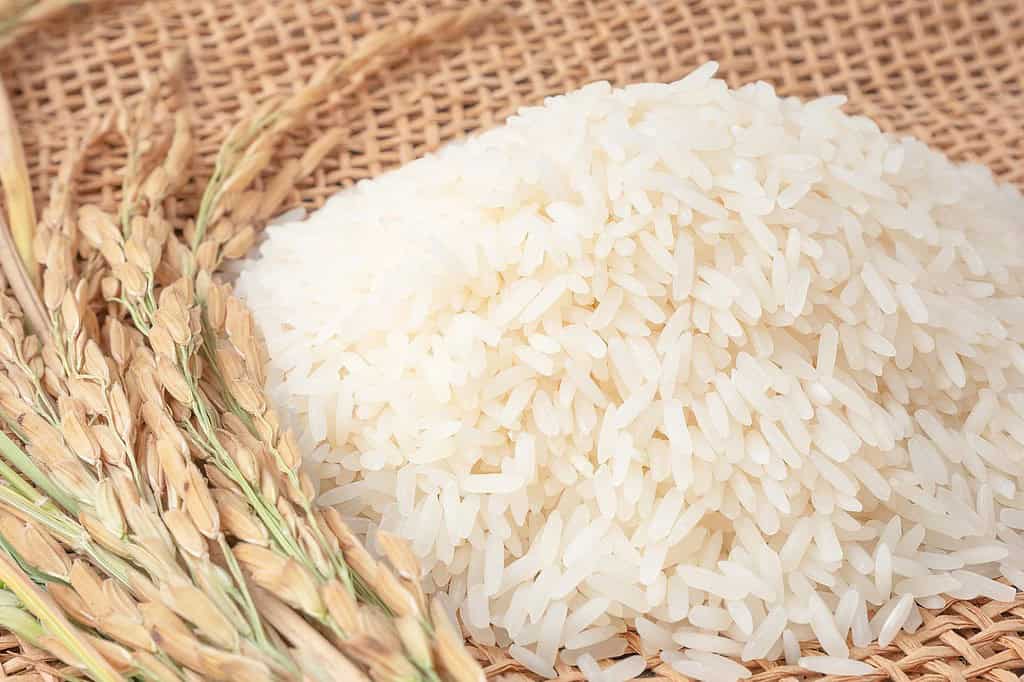 Pure white rice grains on natural woven mat with wheat stalks for nutritious dog diet.