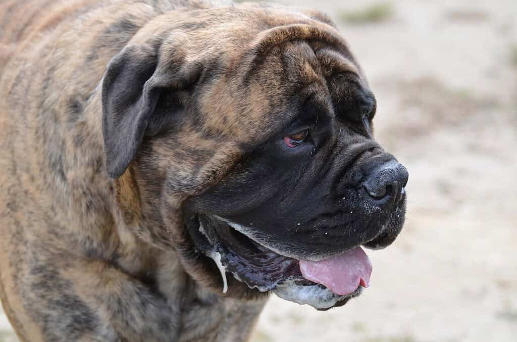 Close-up of a loyal brindle Mastiff dog with droopy ears and expressive eyes, showcasing a calm and gentle personality.