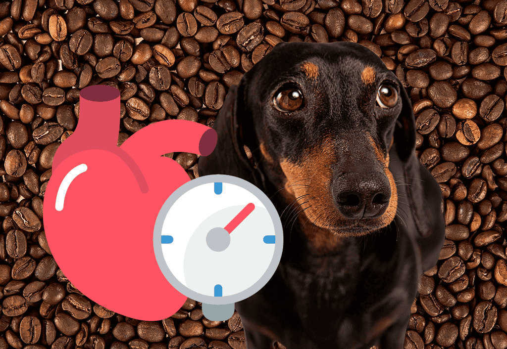 Dog with heartfelt health icon, coffee beans background, emphasizing pet health and wellness.