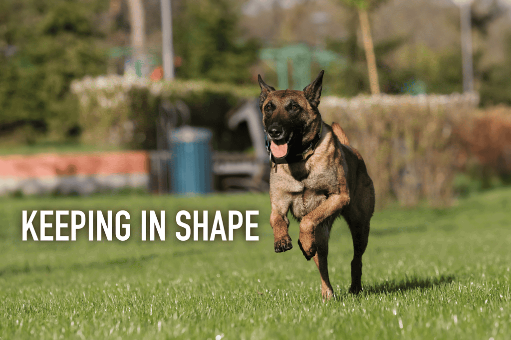 Active dog exercise for pet health and wellness.