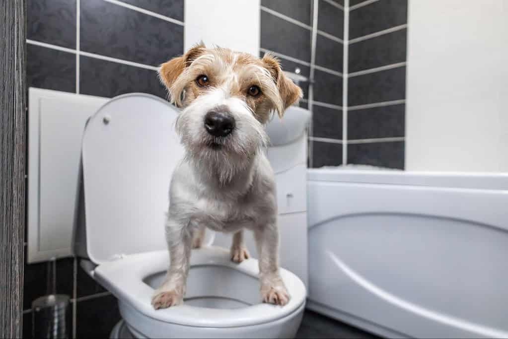 Cute dog standing on toilet lid in bathroom.