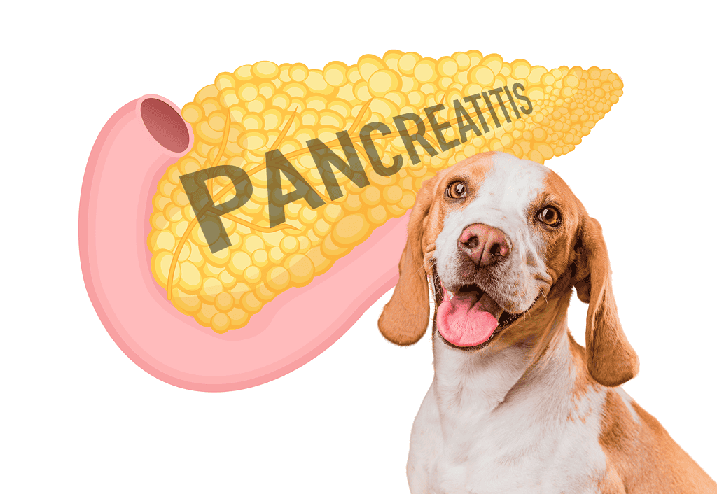 Image shows a smiling dog and a pancreas illustration with "Pancreatitis" text, highlighting dog health issues.