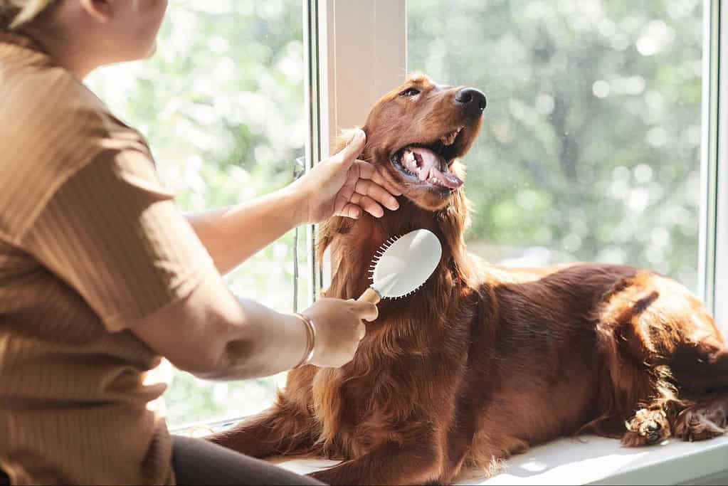 Groomer brushing Irish Setter dog’s coat.