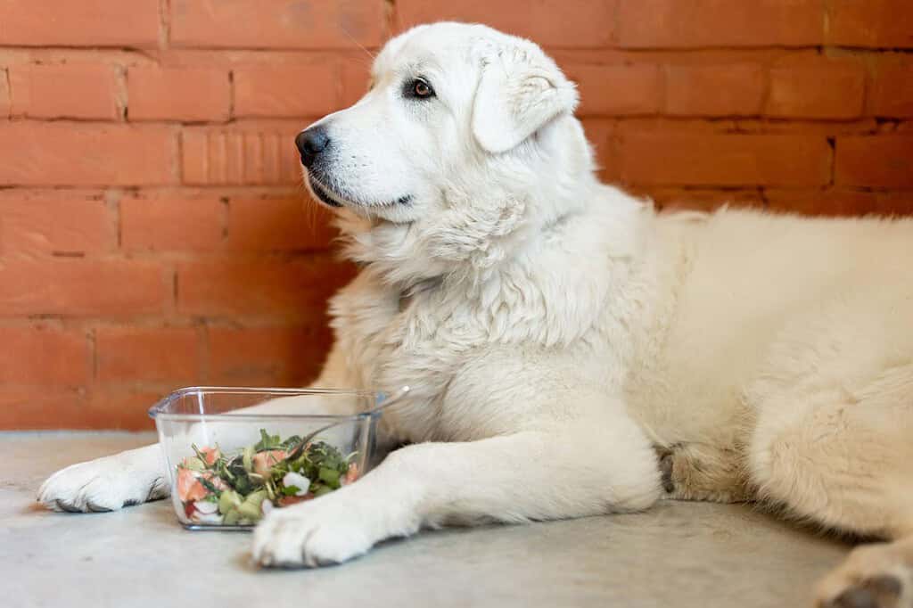 Loyal white dog relaxing with a salad bowl, showcasing pet food and nutrition.
