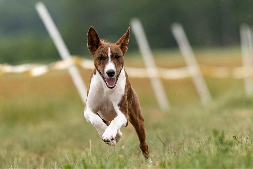 Energetic dog running in green field with agility and joy, perfect for outdoor adventures and dog training.