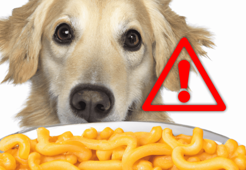 Dog holding cheese on a white background, natural dog treat, cheese for dog health.