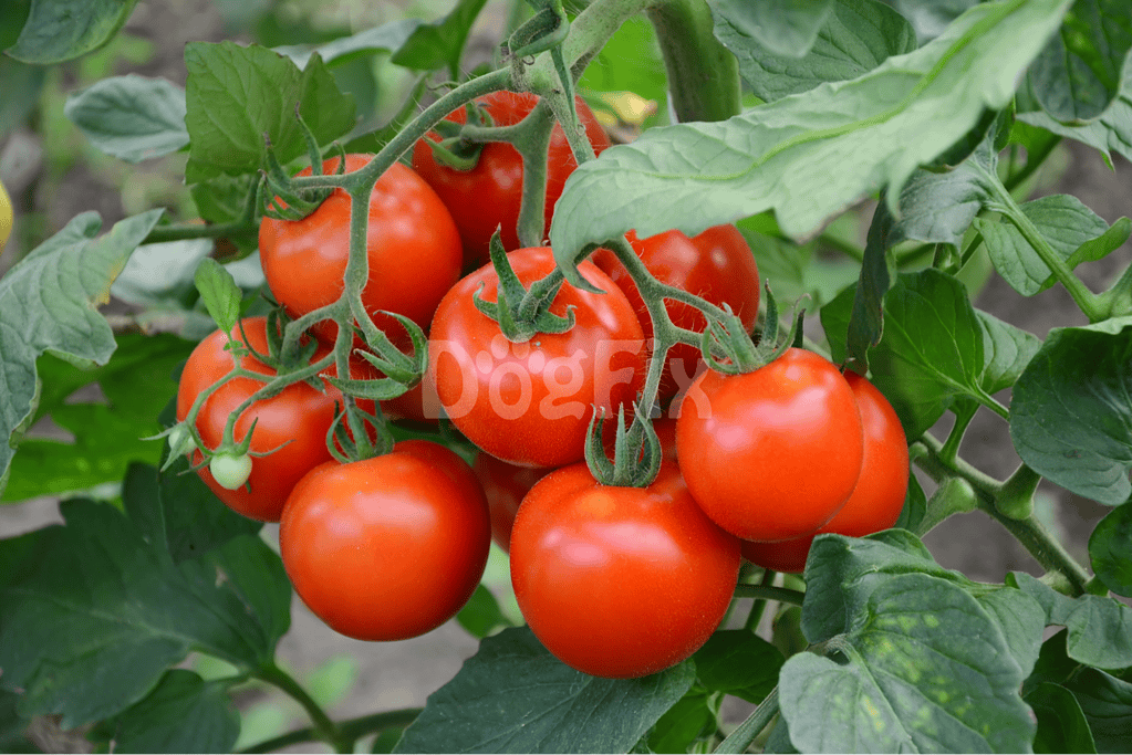 Bright red tomatoes on vine with lush green leaves, fresh produce from home garden.