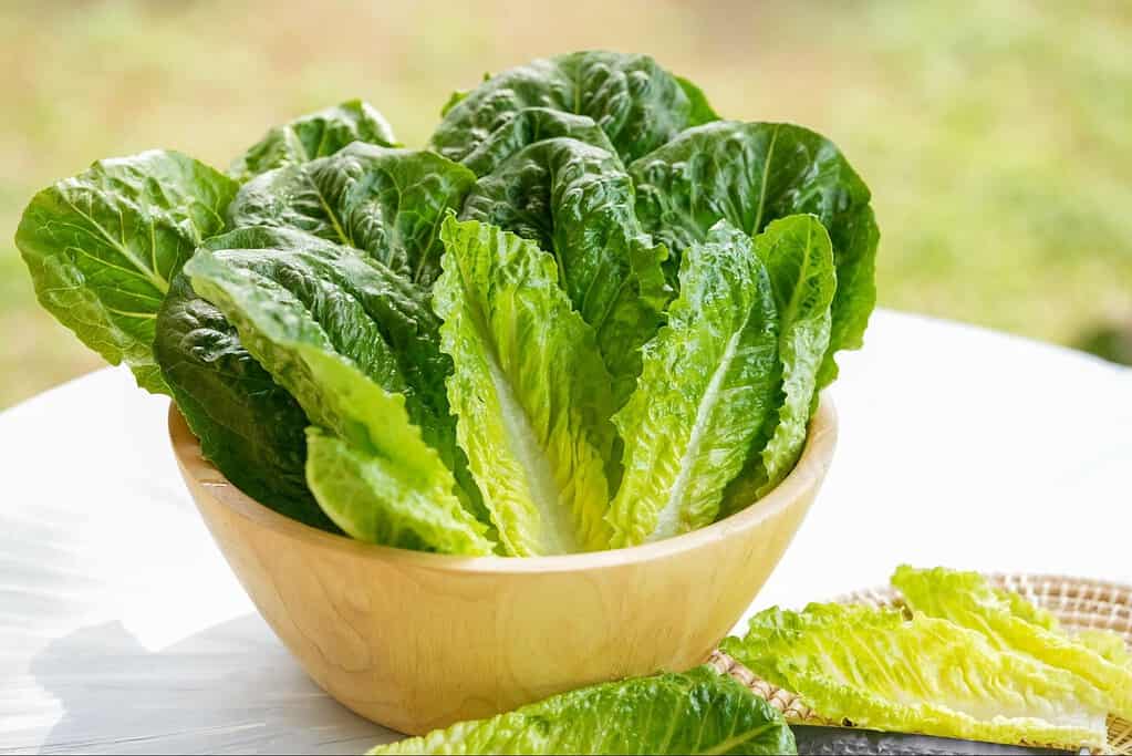 romaine lettuce