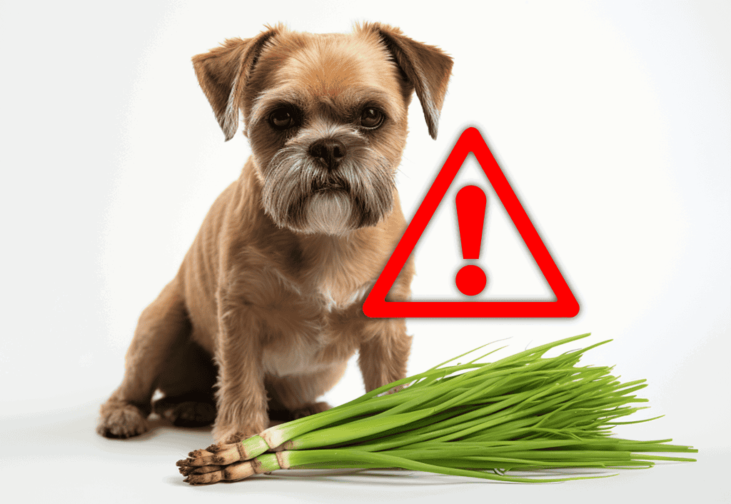 Dog warning alert for toxic foods like onions for pets.