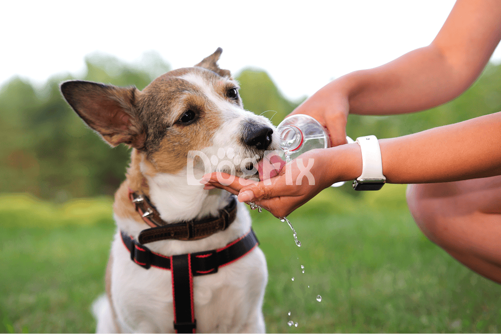 Dog drinking water outdoors.