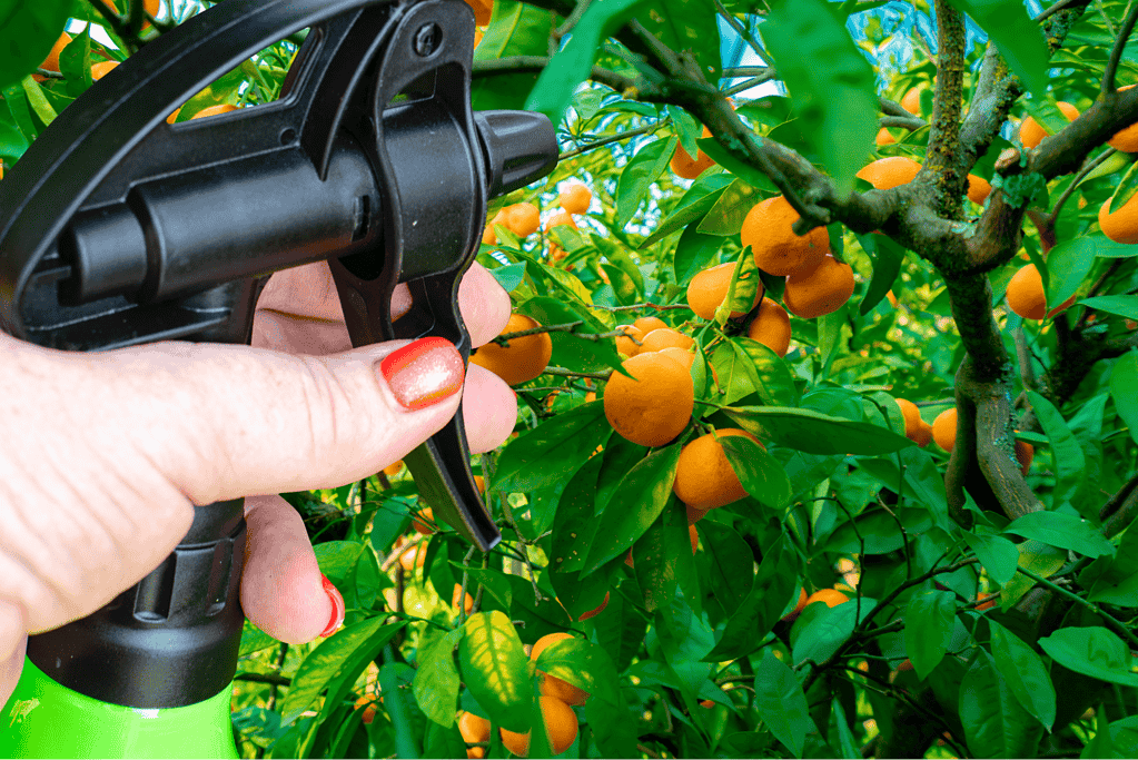 Hand holding a spray nozzle on a fruit tree with ripe oranges for pest prevention.
