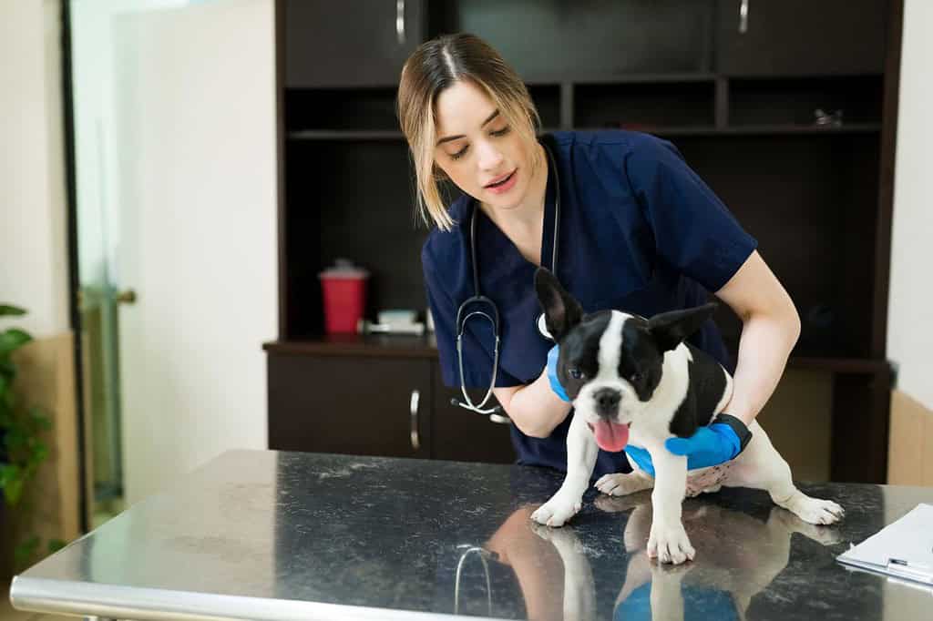A veterinarian checks a French Bulldog on a metallic table, providing pet care and health services.