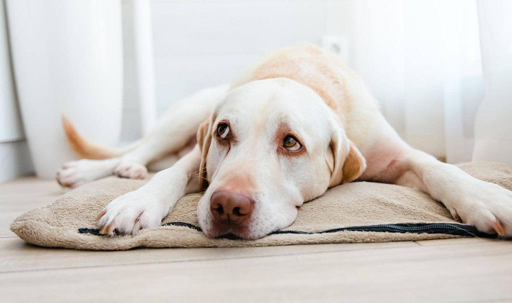 Comfortable dog lying on a pet bed at home, relaxing peacefully.