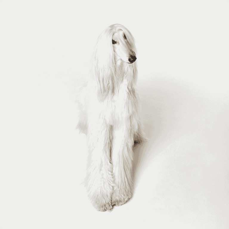 An Afghan Hound dog with long, flowing hair sitting on a plain white backdrop, showcasing breed-specific grooming and elegance.