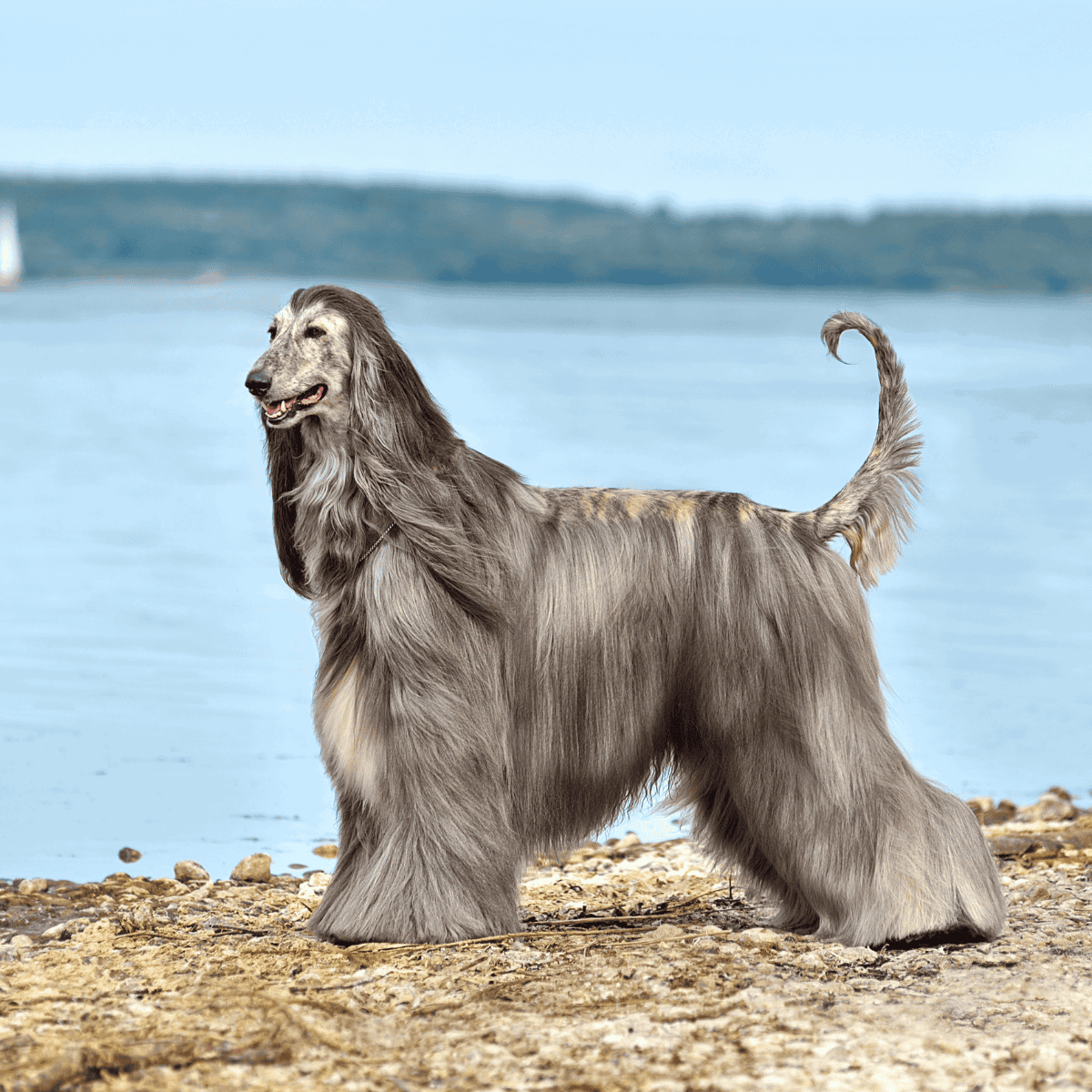 Afghan Hound dog standing on rocky beach with water and blue sky in background.