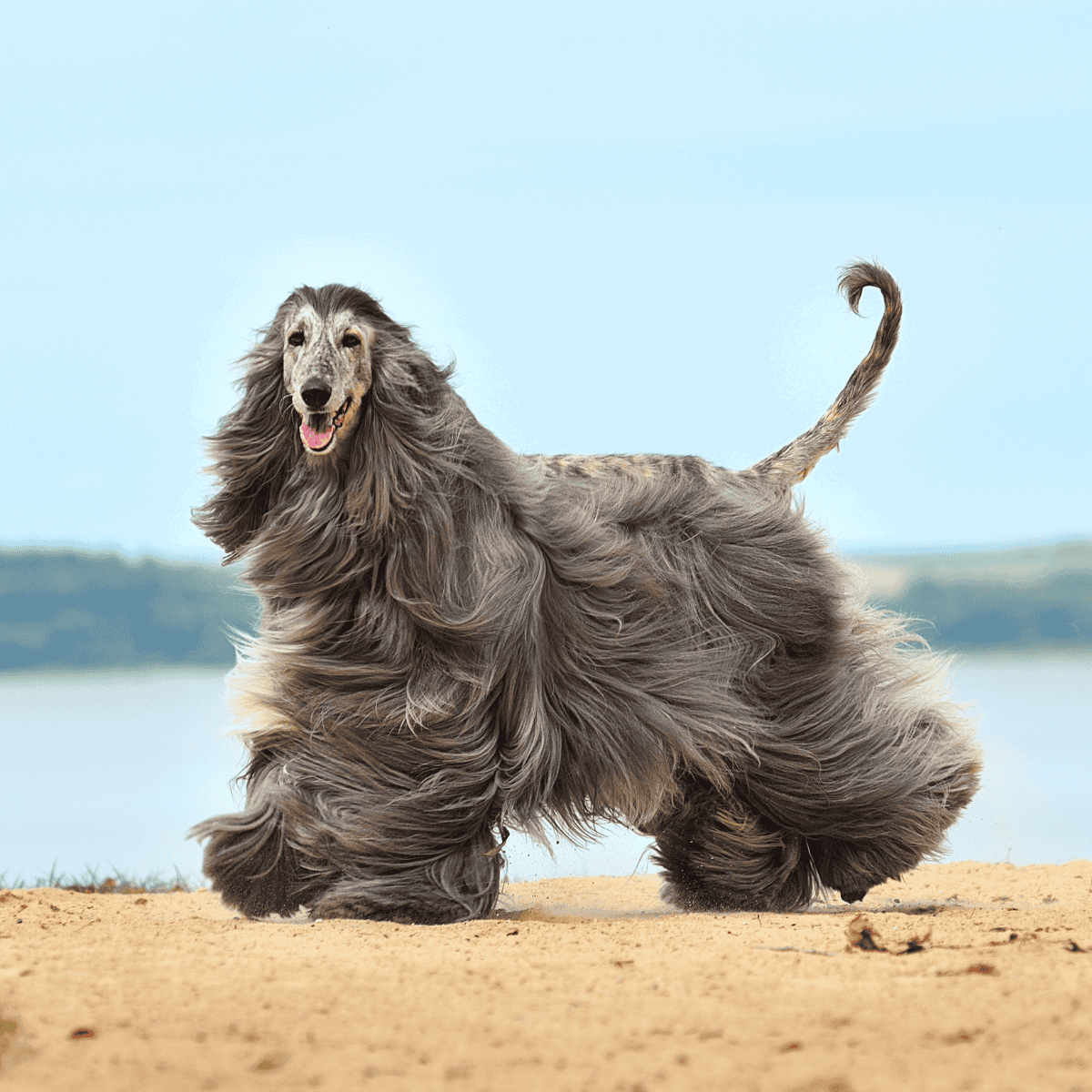 Long-haired Afghan Hound standing on beach with water in background, showcasing breed's unique coat.