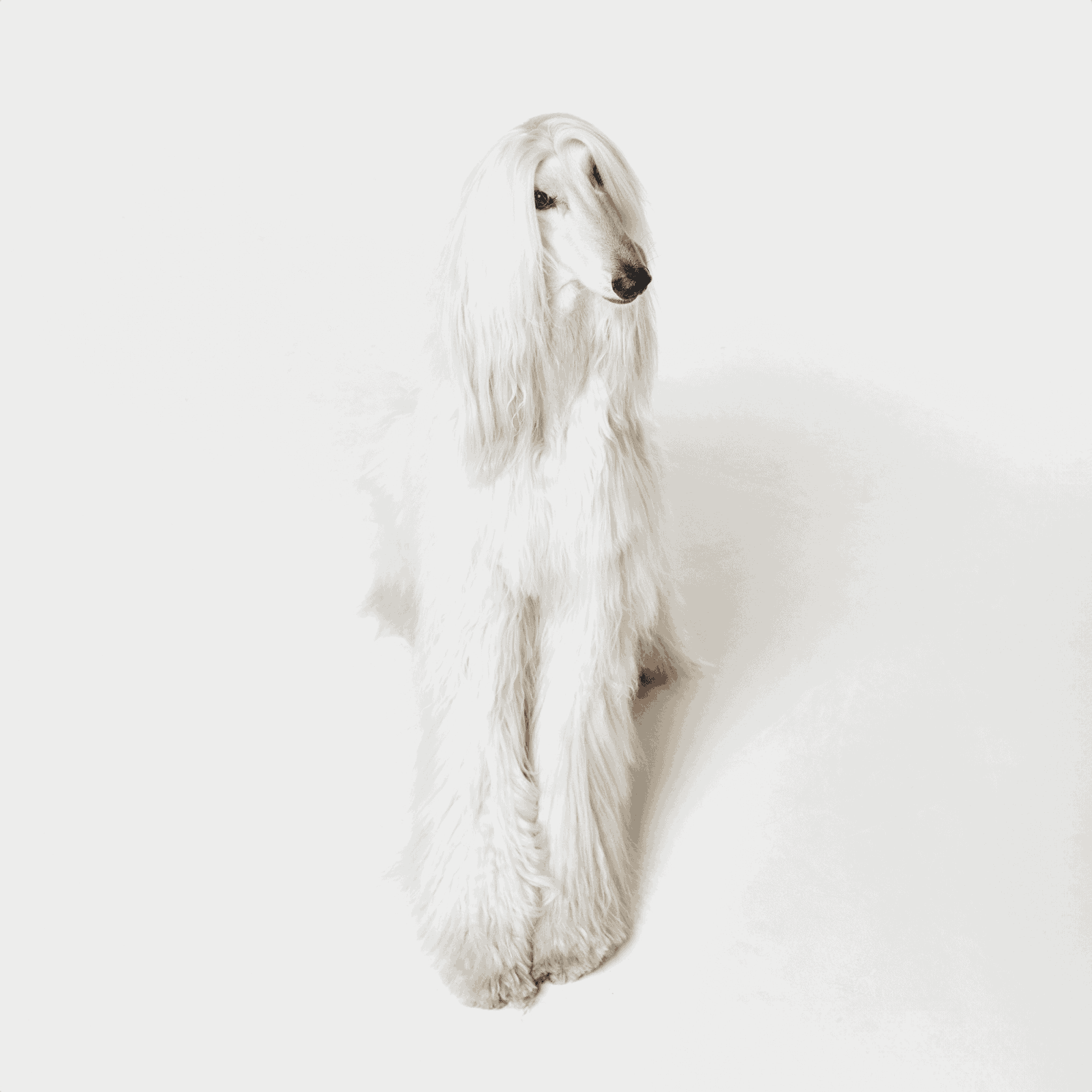 An Afghan Hound dog with long, flowing hair sitting on a plain white backdrop, showcasing breed-specific grooming and elegance.