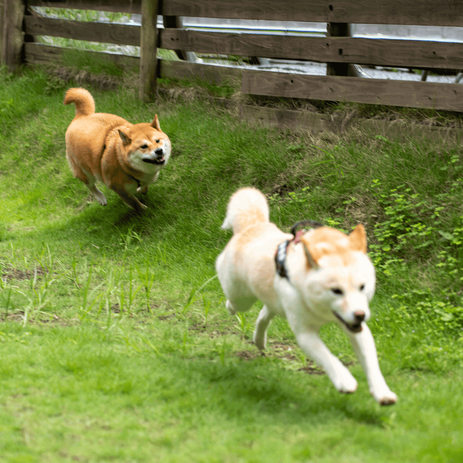 Running playful dogs in yard, Shiba Inu and Akita enjoying outdoor fun, dog park activities.