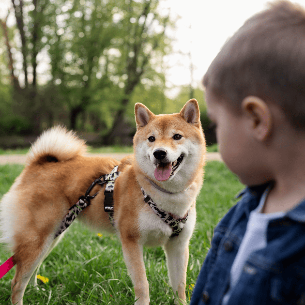 Cute shiba inu playing outdoors with child and leash in a park setting.