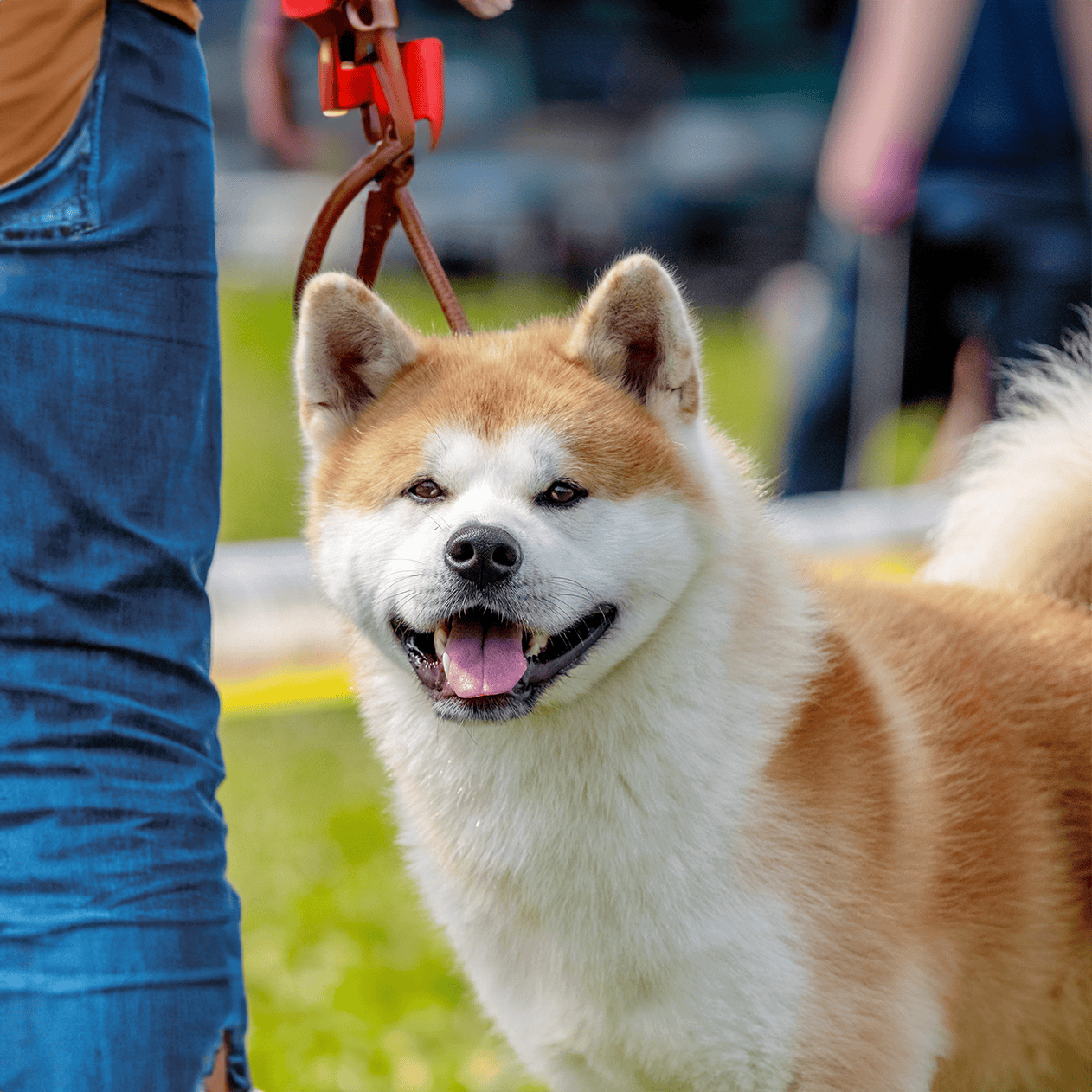 Happy Shibu Inu dog on a leash at a park.