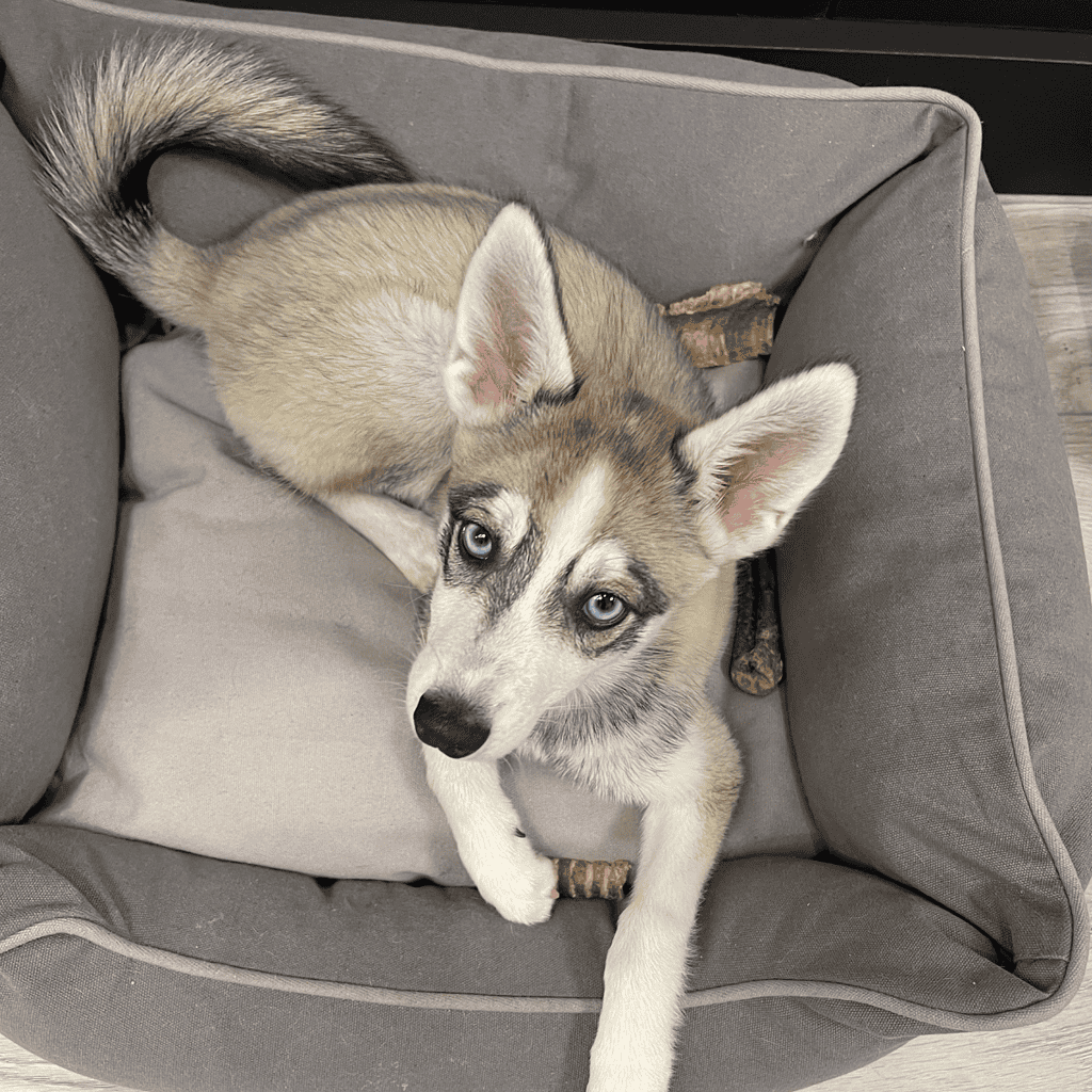Adorable Siberian Husky puppy resting in a soft, gray bed, perfect for pet comfort and sleep.