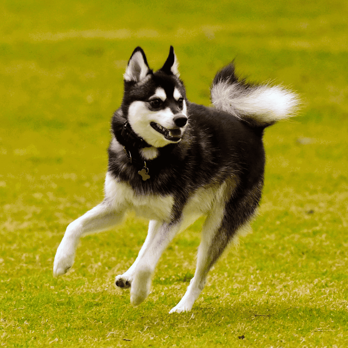Husky dog running outdoors on lush green grass, showcasing agility and playful energy.