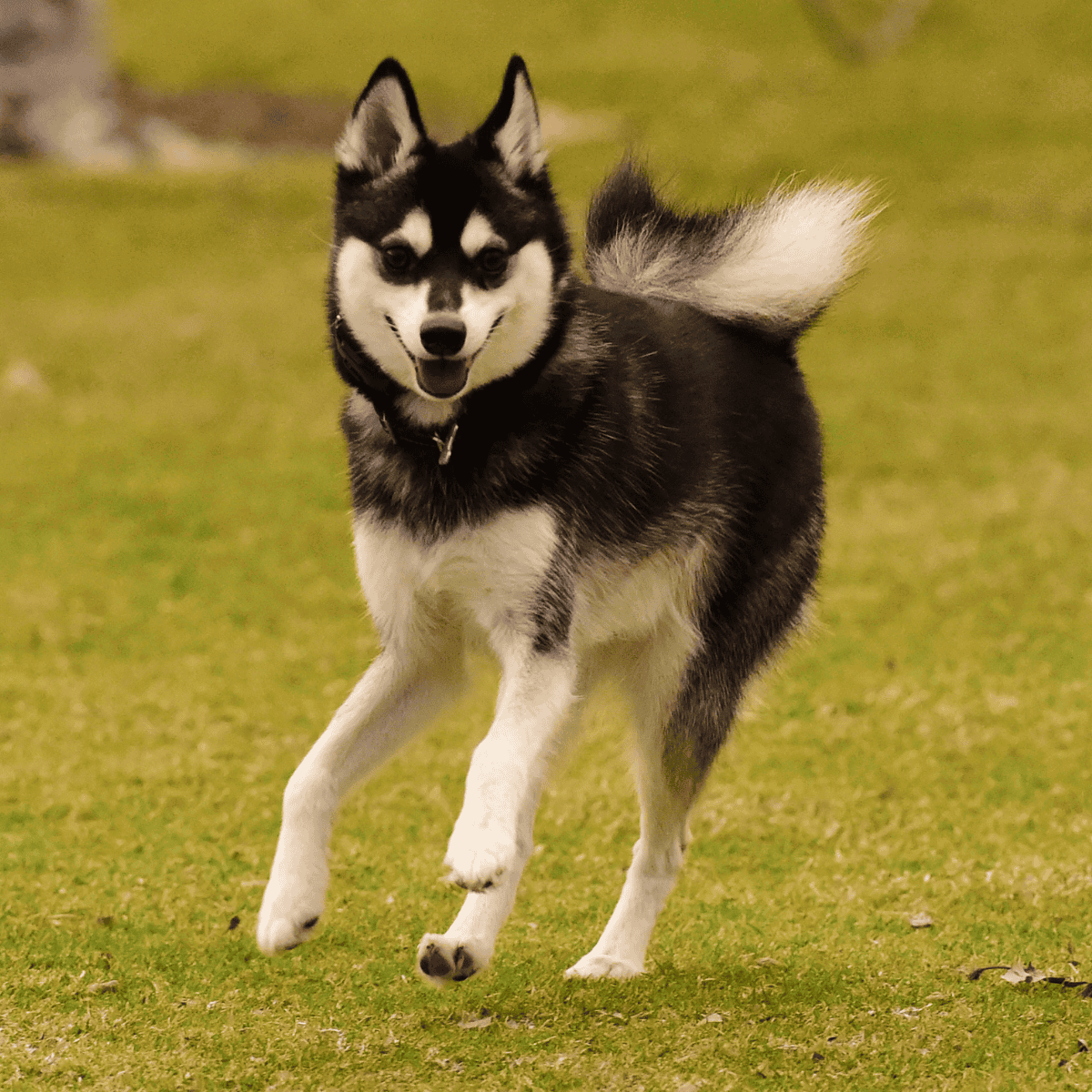 Energetic Siberian Husky dog running freely on green grass, ideal for dog care and exercise.