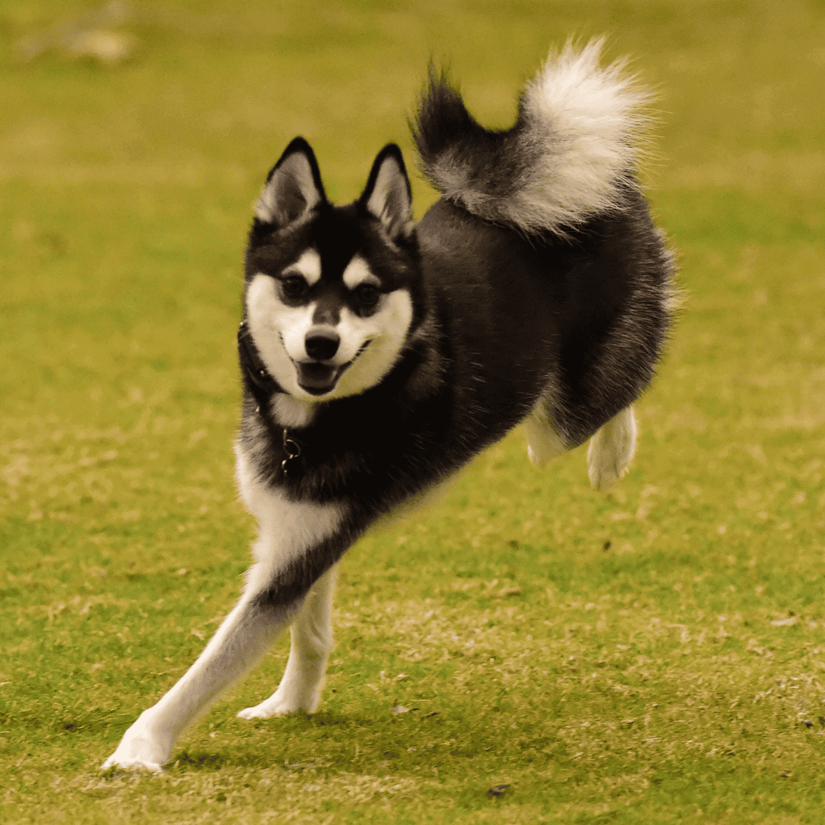 Adorable Siberian Husky running happily on grass, showcasing playful energy and agility, perfect for pet activity engagement.
