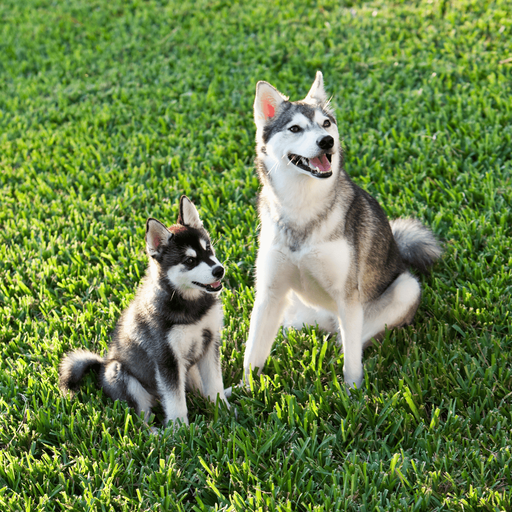 Adorable husky puppy and adult playing on lush green lawn.