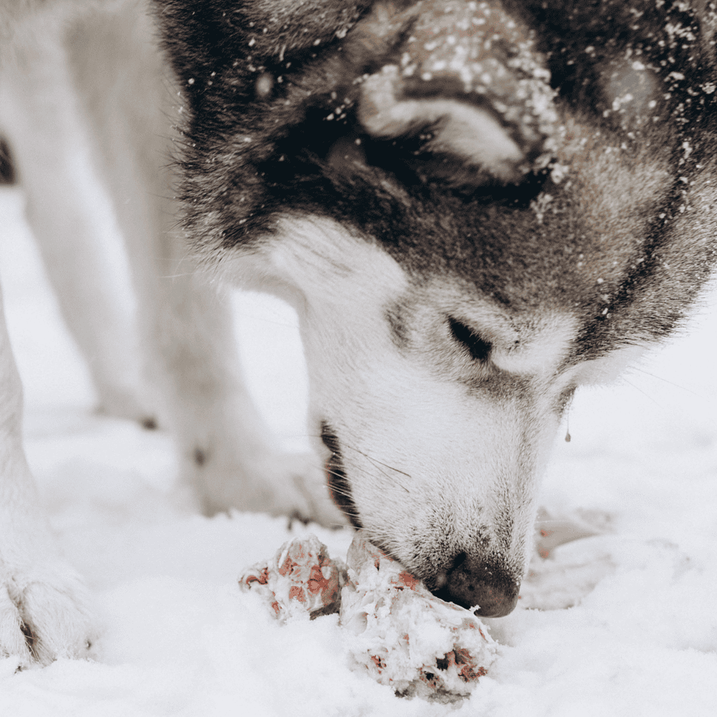 Alaskan Malamute Food & Diet Requirements