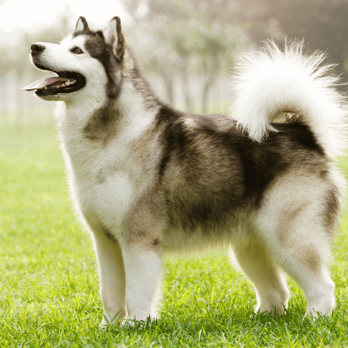 Husky with striking blue eyes standing outdoors.
