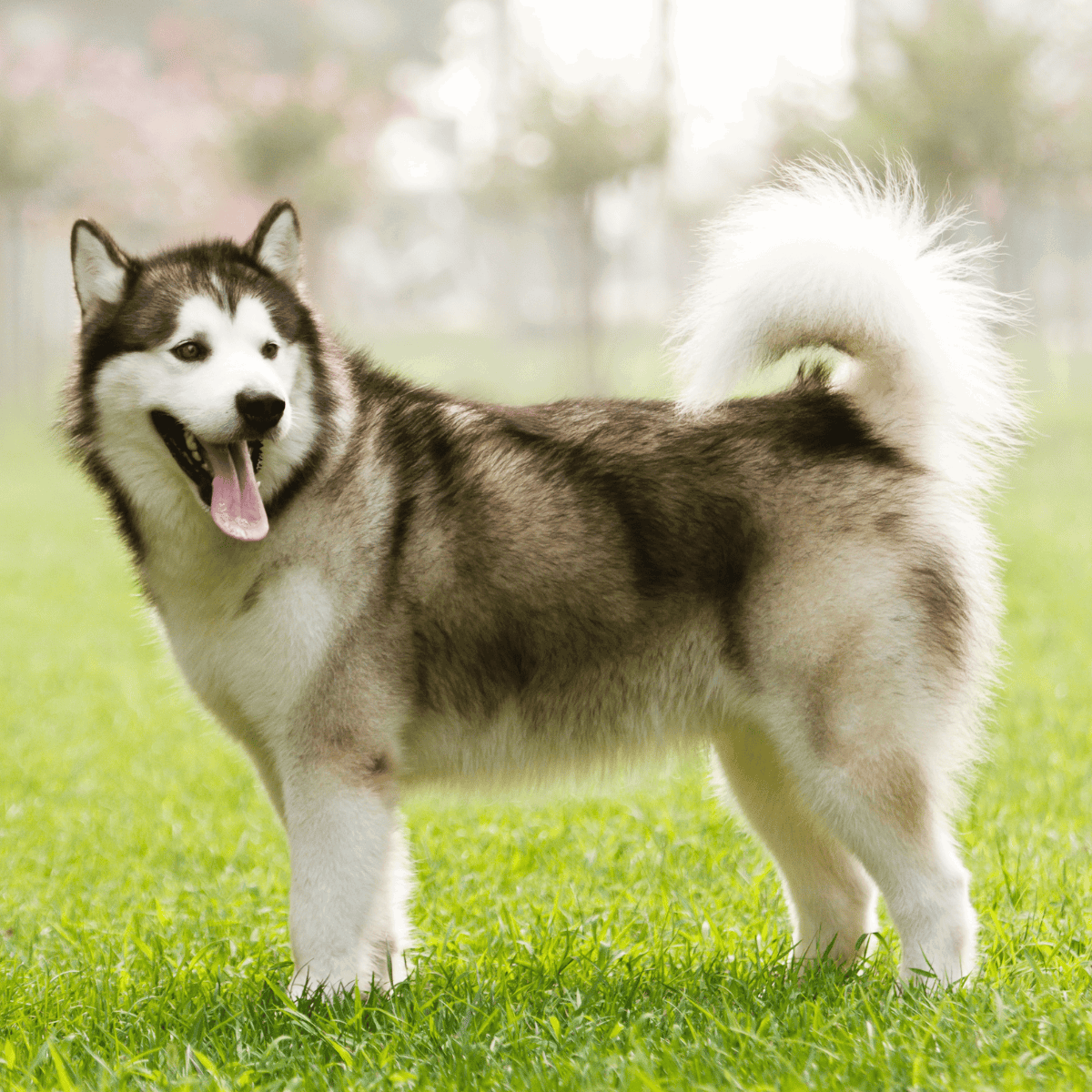 Husky with striking black and white fur standing on green grass in a park.