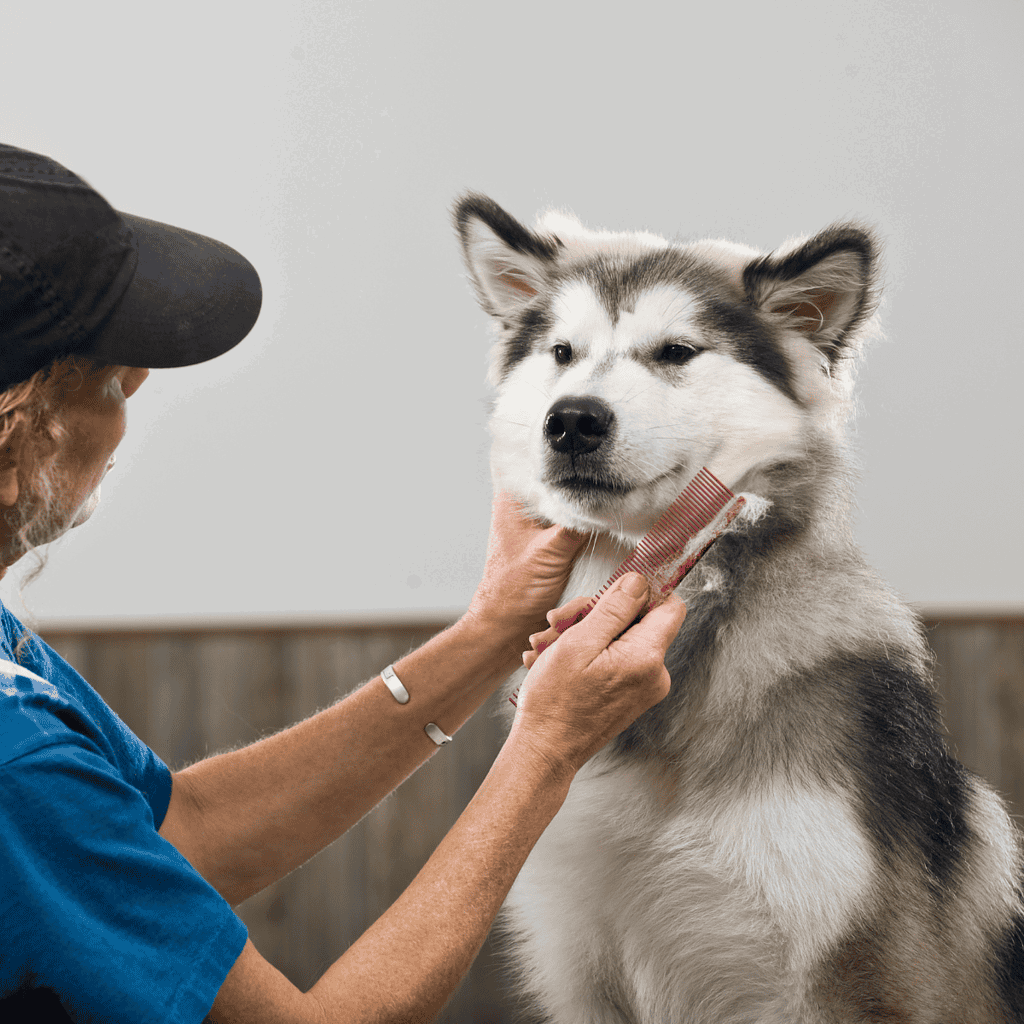 Alaskan Malamute Grooming