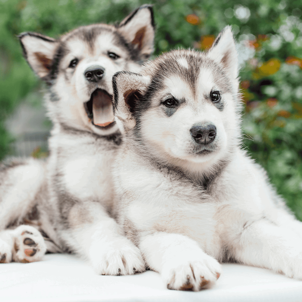 Alaskan Malamute Puppies