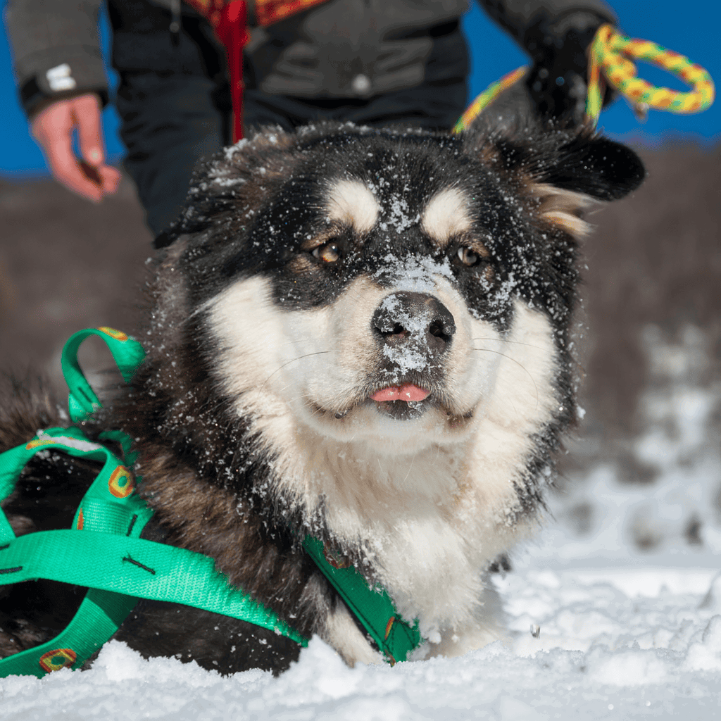 Alaskan Malamute Training
