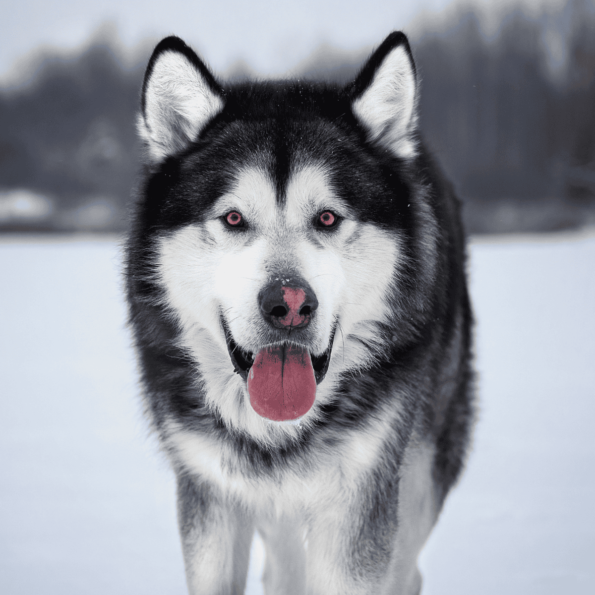 Snowy Siberian Husky with striking blue eyes in winter landscape.