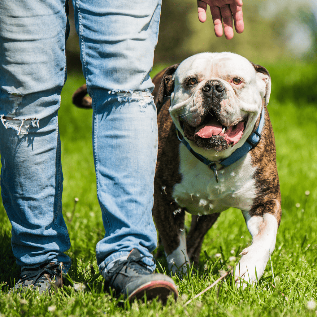 Dog walking with owner in park, happy bulldog enjoying outdoor walk.