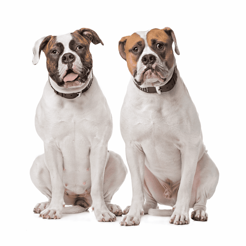 Adorable sitting American Bulldog dogs with friendly expressions.