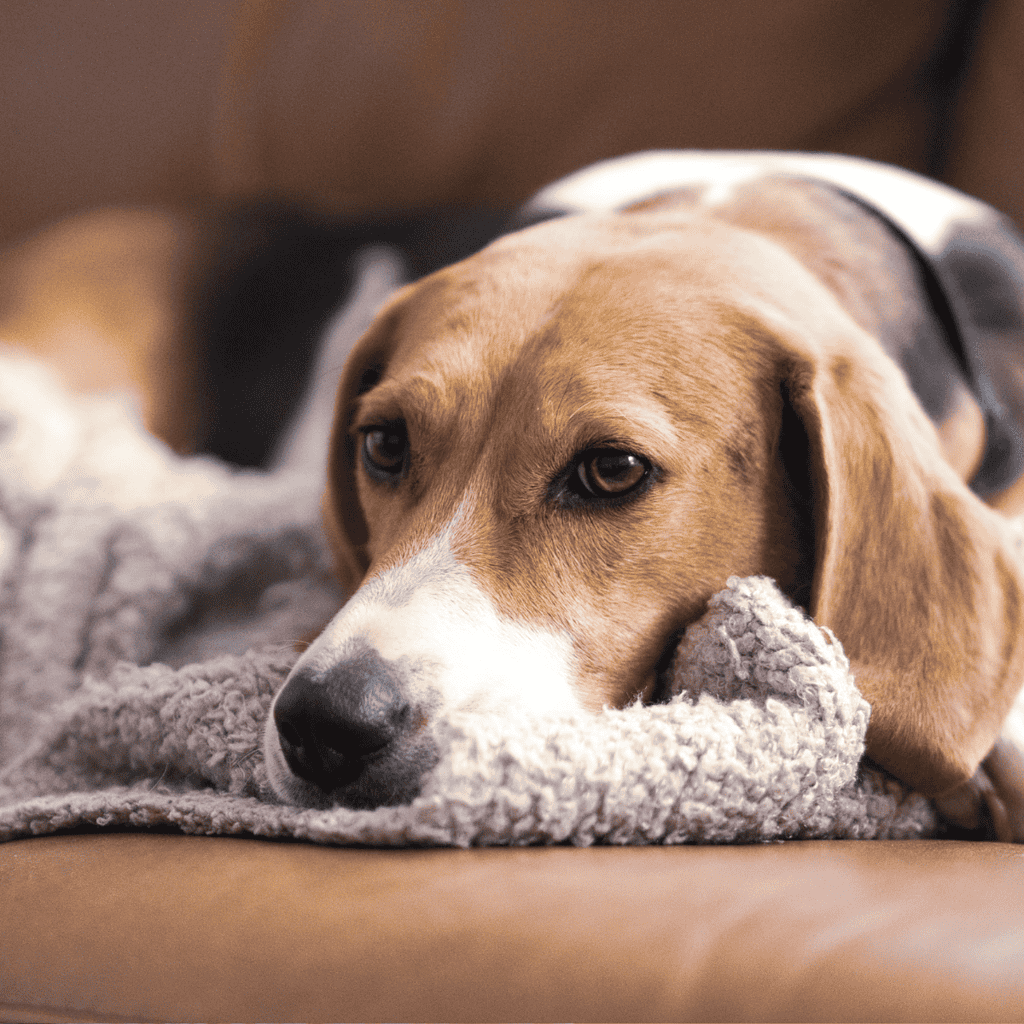 Adorable dog lying on blanket for relaxation.