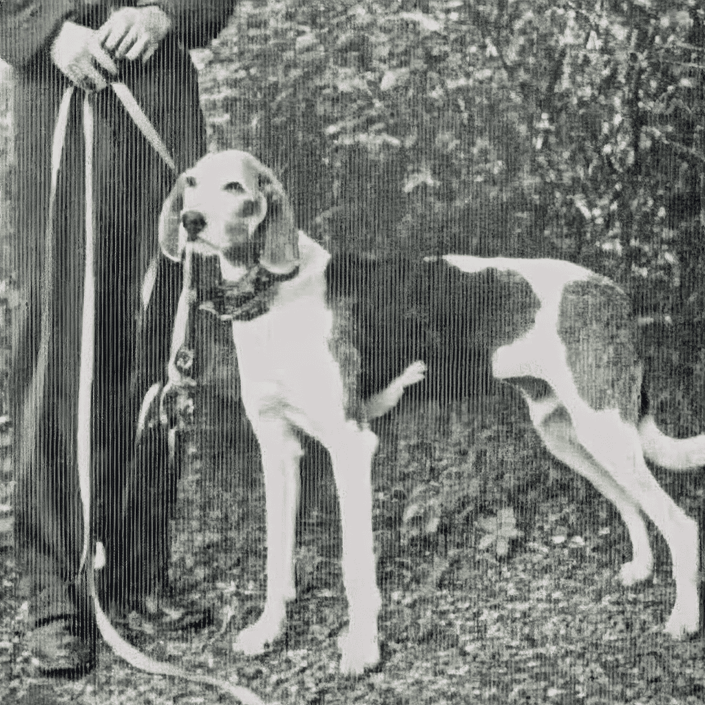 Dog rescue, adoption, and care support service for dogs and owners.