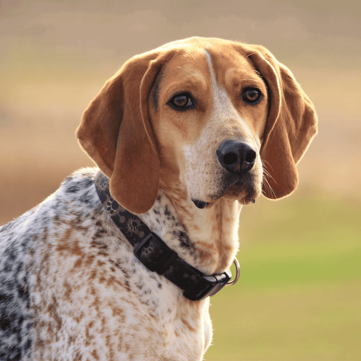 Brown and white hunting dog with floppy ears and collar.