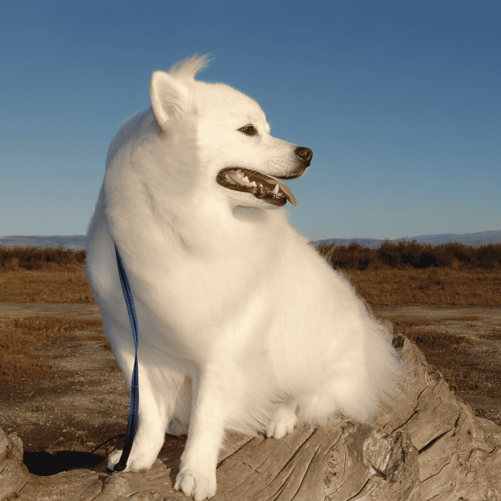 Adorable white dog relaxing outside on a wooden log, wearing a blue leash, against a clear sky background.