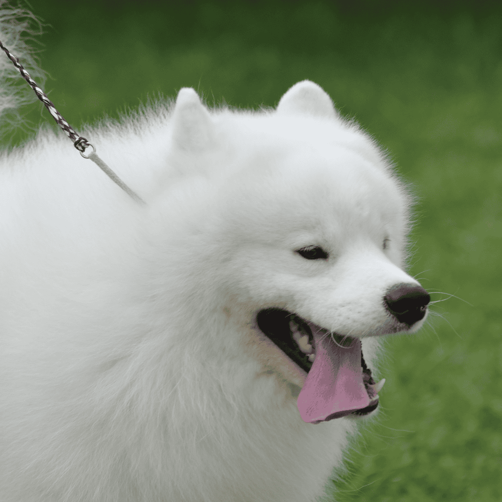 Close-up of a man gently holding a Siberian Husky's face, showcasing love and bonding with dogs.