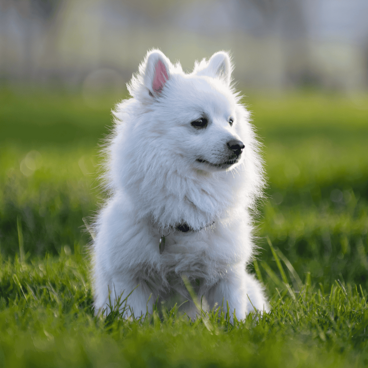 Adorable white puppy sitting outdoors on lush grass during daytime.